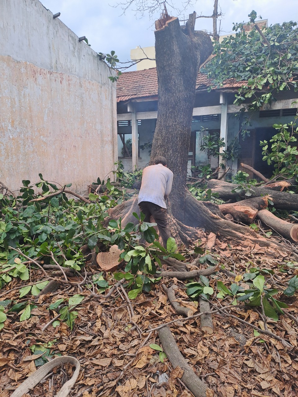 Tiêu chí chọn dịch vụ cưa cây xanh tại quận 3 đáng tin cậy