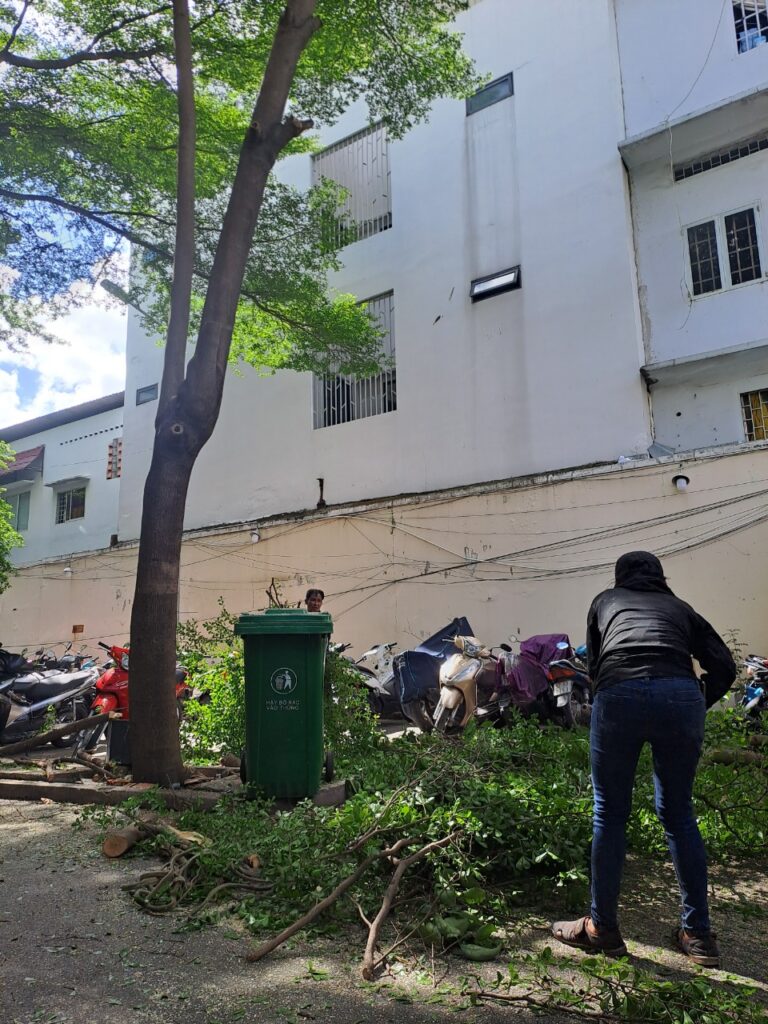 Vì sao Dịch vụ cưa cây quận 2 ngày càng cấp thiết?