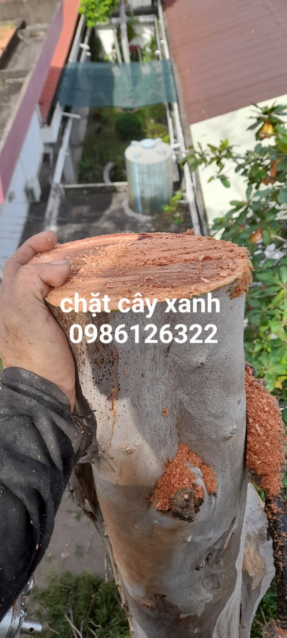Quy trình cắt cây chuyên nghiệp tại quận 3