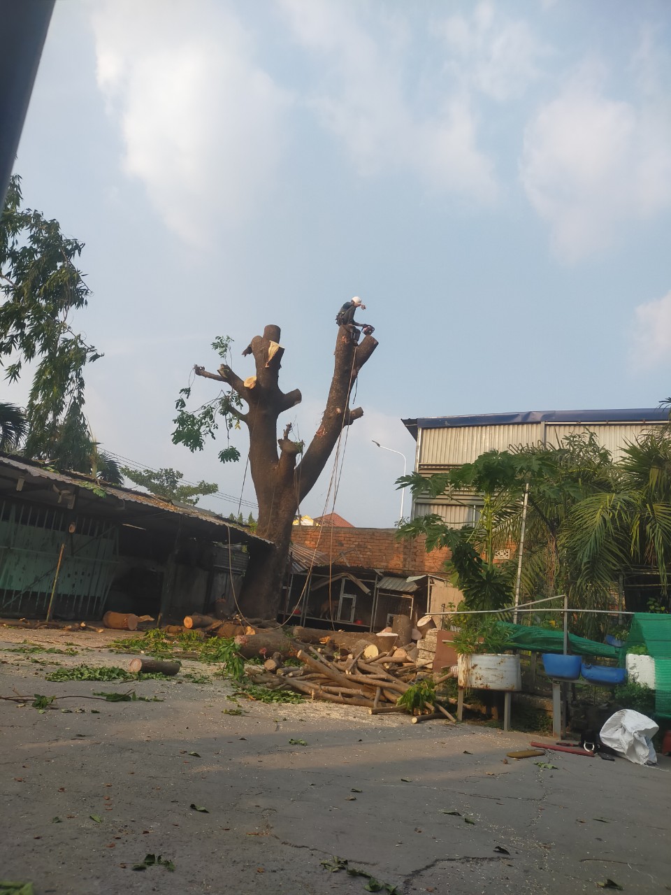 Lợi ích khi thuê trọn gói cắt cây tại quận 3