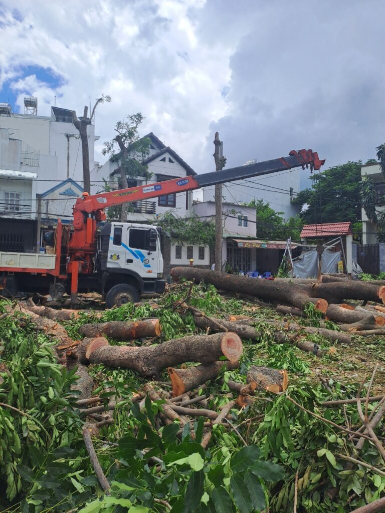 Những câu hỏi thường gặp về dịch vụ chặt cây quận 3