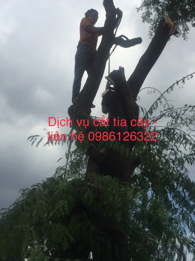 Vì sao nên cân nhắc dịch vụ chặt cây xanh tại quận 3?