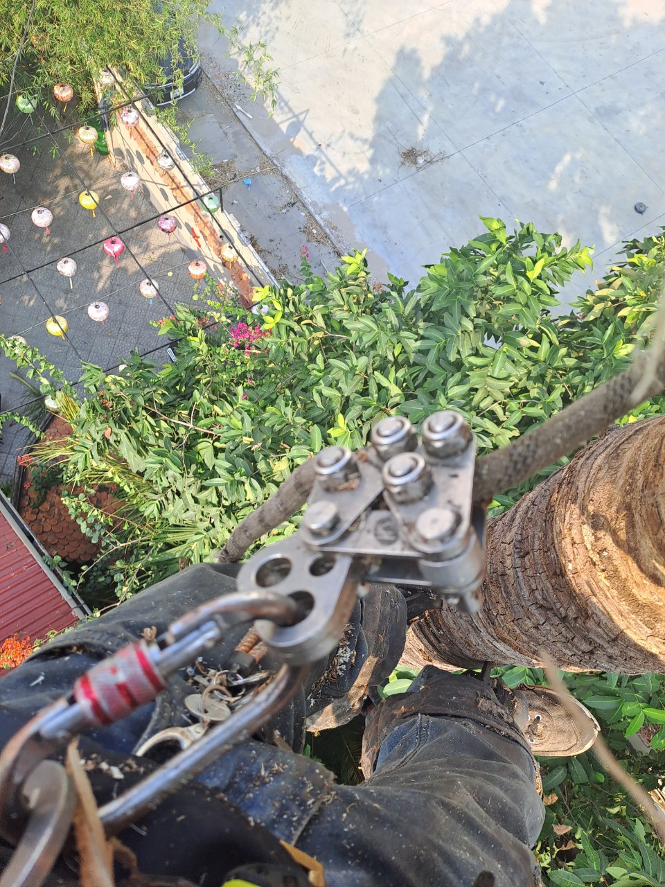 Khi nào nên gọi Dịch vụ Chặt hạ cây xanh tại quận 2?