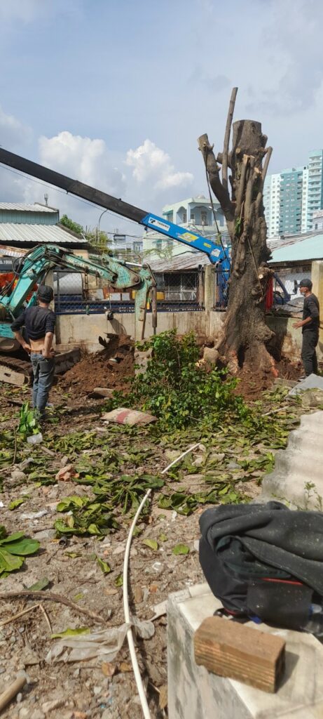 Vì sao “cắt cây xanh” không chỉ là chuyện cái cưa và chiếc thang?
