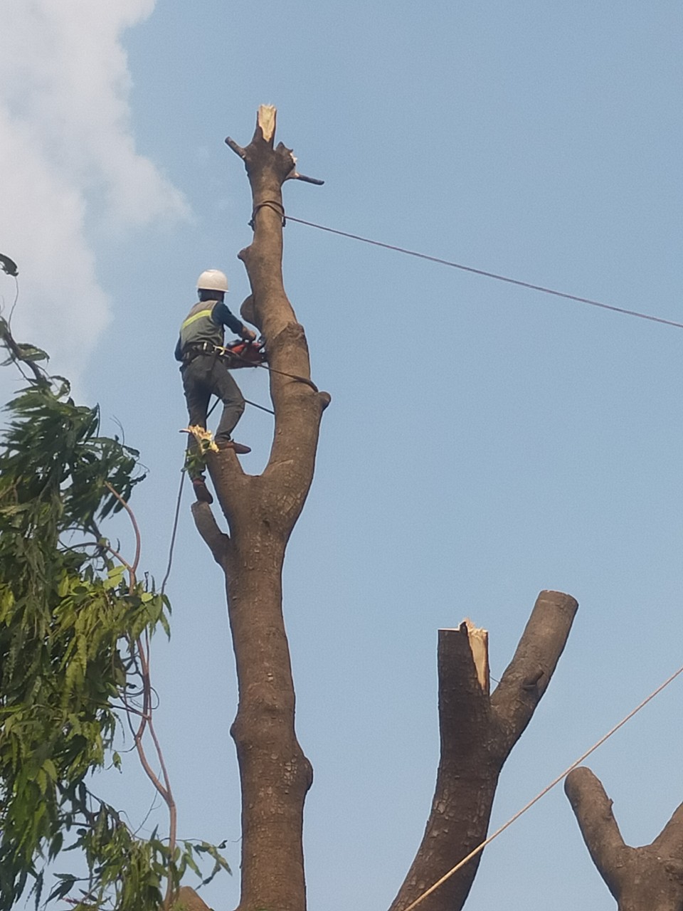 Đối tượng khách hàng cần dịch vụ chặt cây xanh quận 2