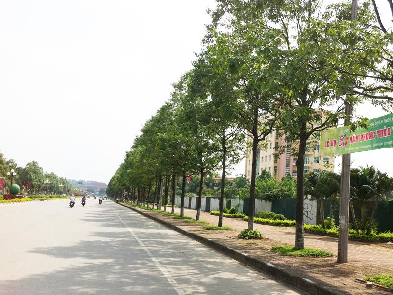 Vì sao nên cưa cây xanh định kỳ?