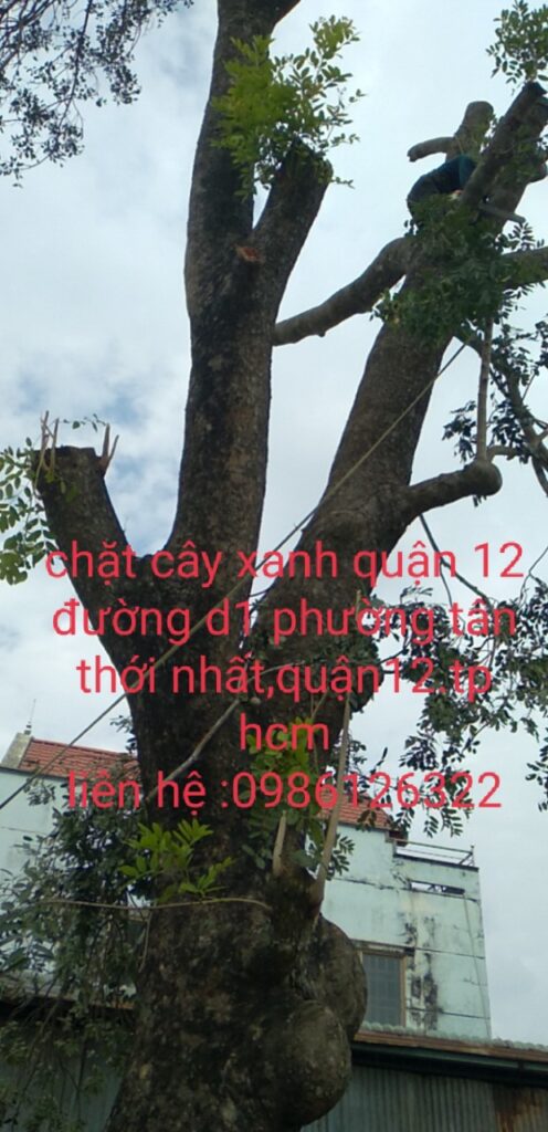 Vì sao cần dịch vụ chặt hạ cây quận 3 giá rẻ, đúng chuẩn?