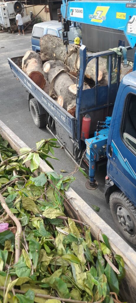 Vì sao phải chặt hạ cây đúng lúc?