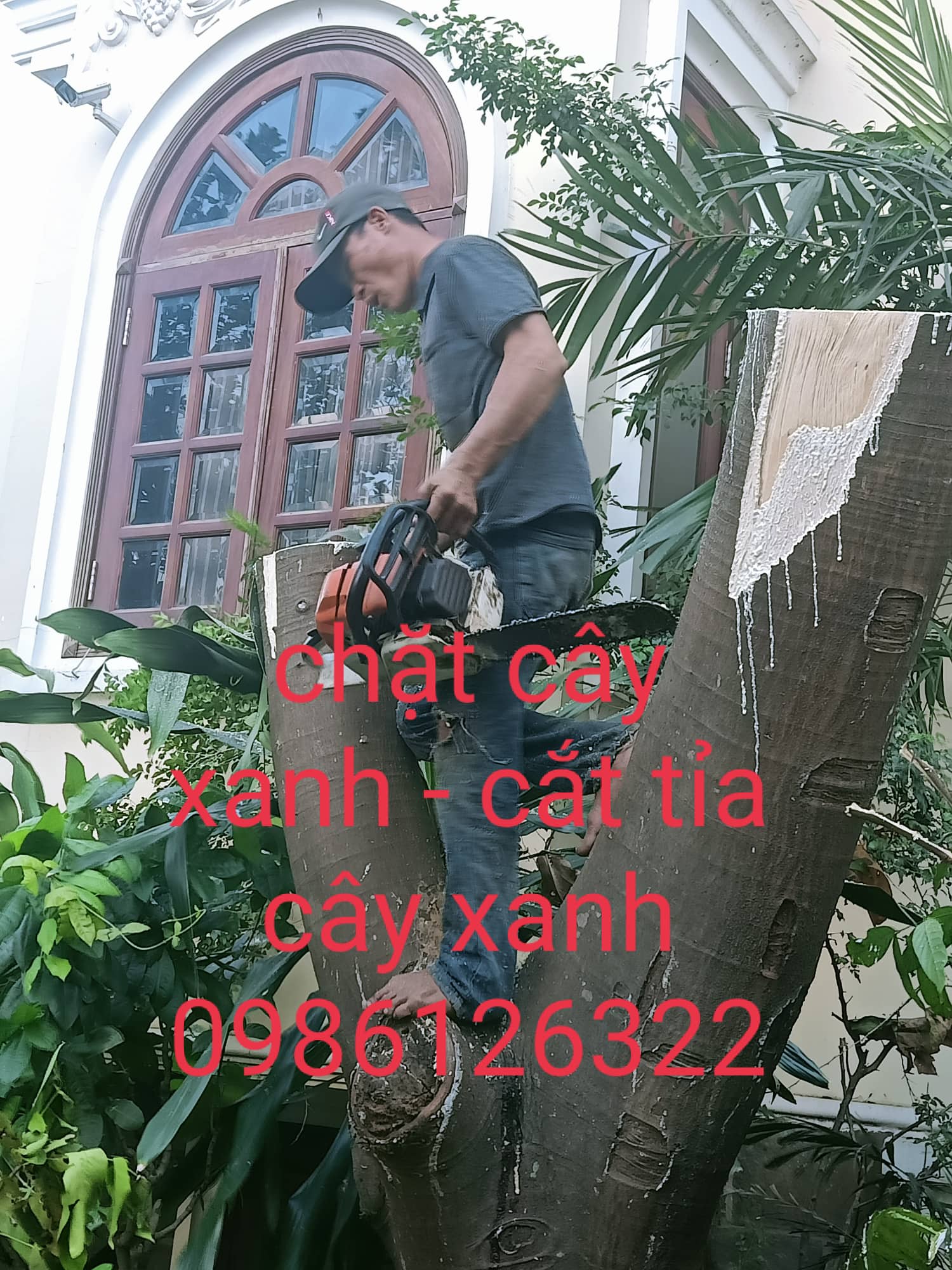 Tiêu chí đánh giá dịch vụ cưa cây xanh tại quận 4