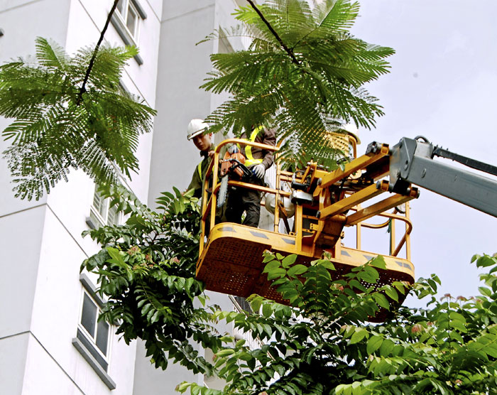 Dịch vụ cưa cây xanh Ánh Bình