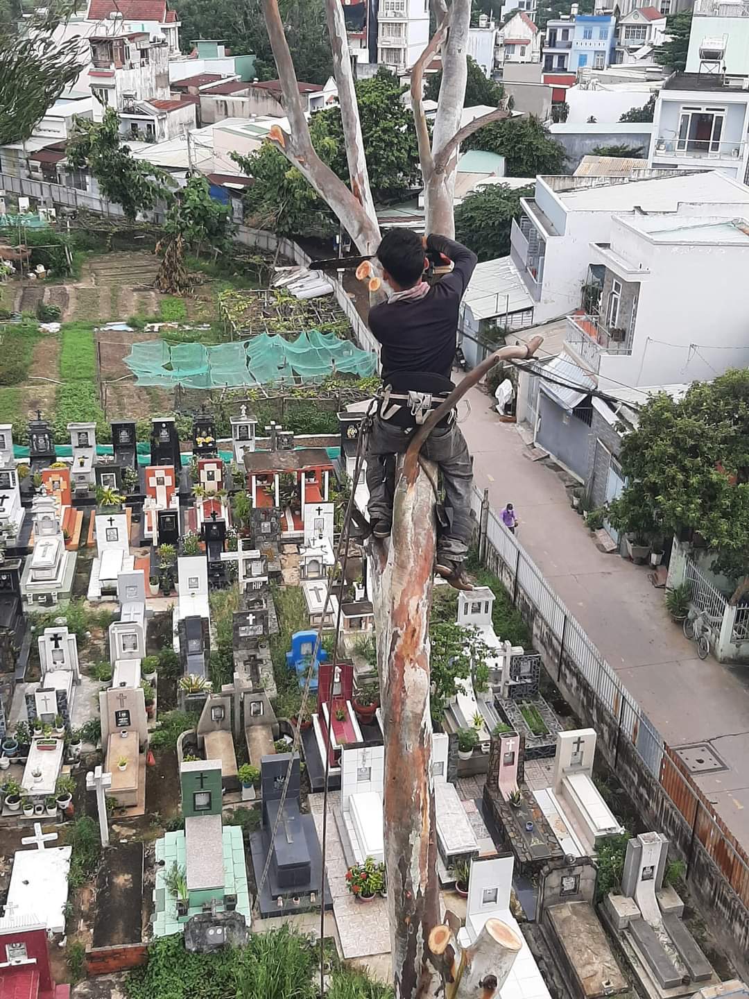 Dịch vụ chặt cây xanh tại quận 4