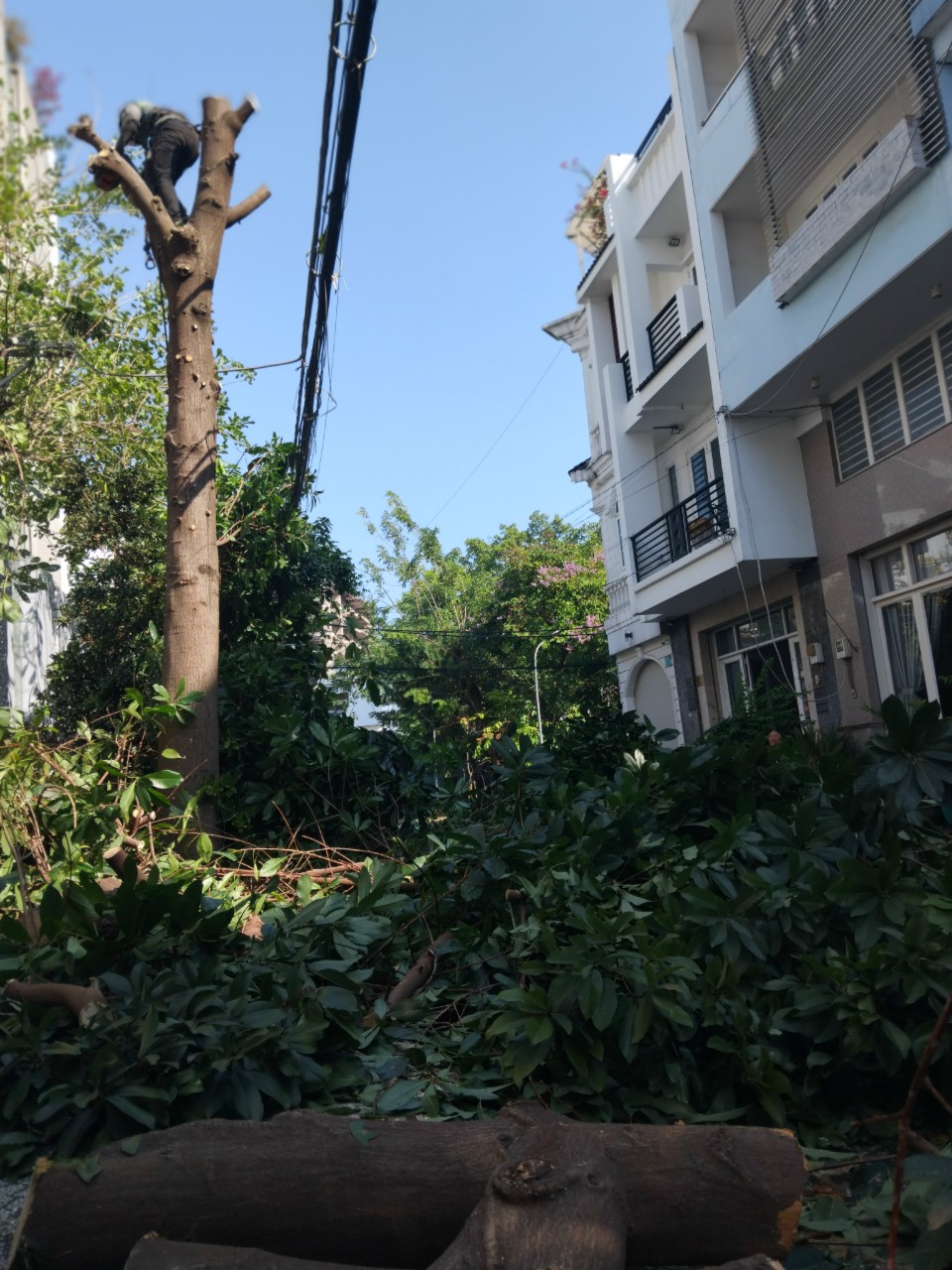 Dịch vụ chặt cây xanh tại quận 4