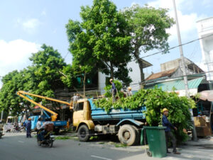 Quy trình thuê dịch vụ chặt cây tại quận 4