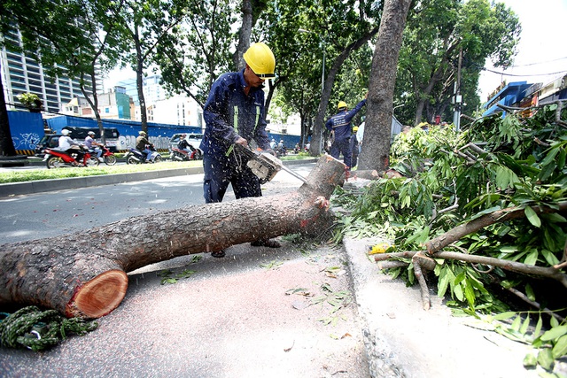 Vì sao nên sử dụng dịch vụ chặt cây chuyên nghiệp tại quận 4?