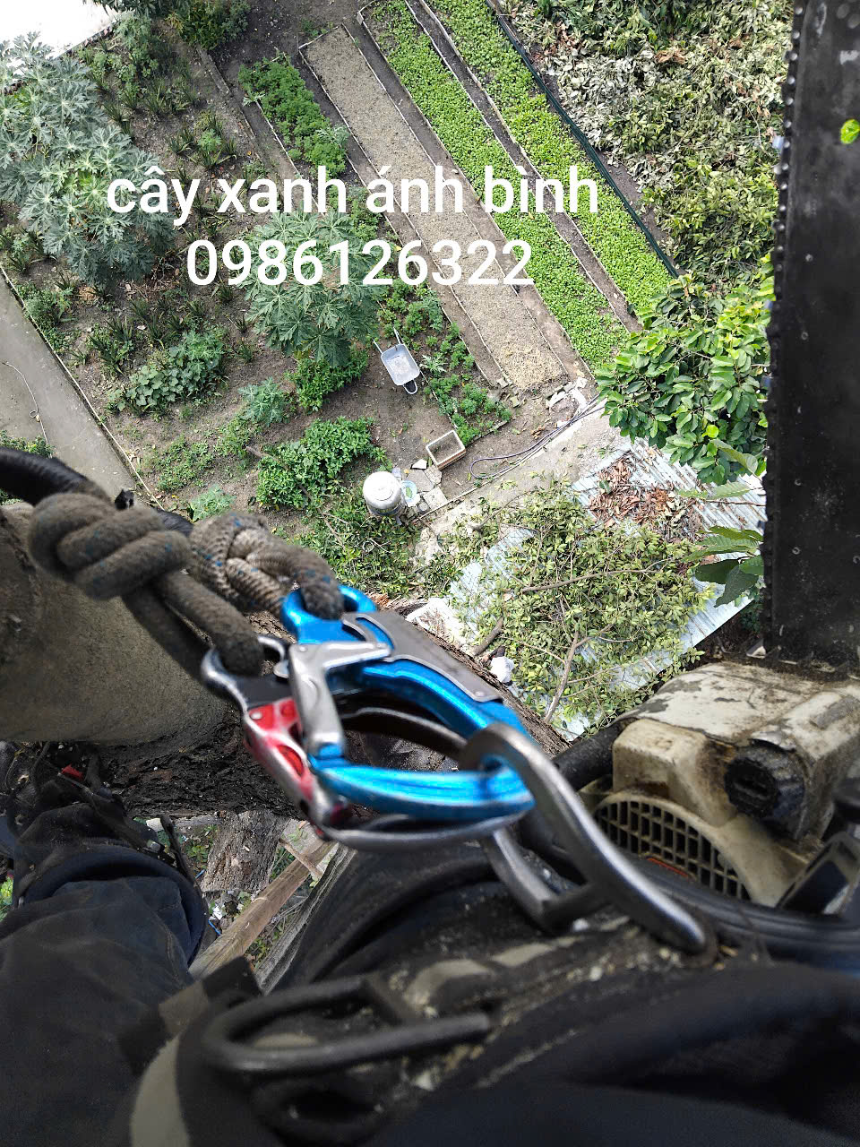 Cắt tỉa cây xanh tại quận 4 giá rẻ