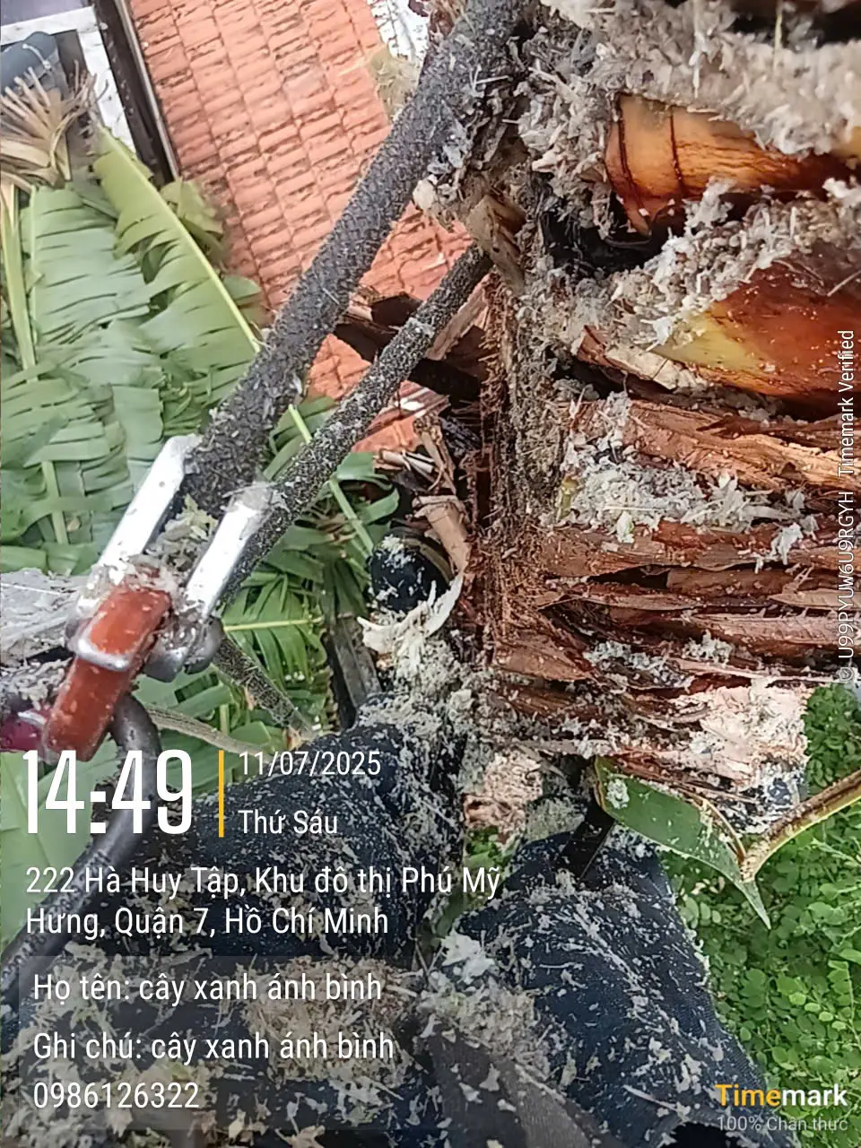 cắt tỉa cây xanh 